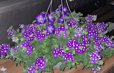 Hanging baskets
