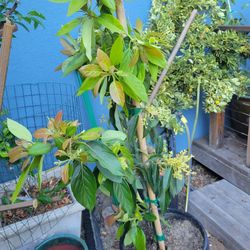 Avocado Tree