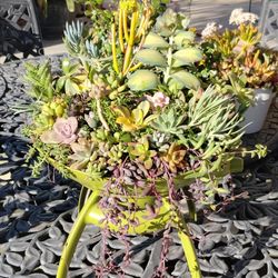 Cute Succulents Arrangement 