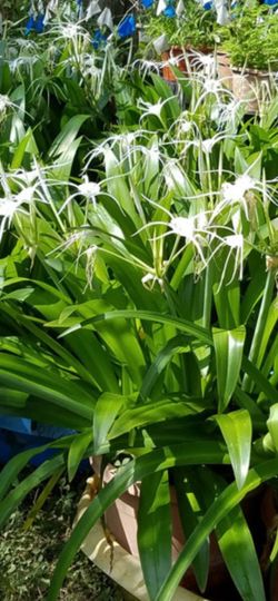 Large Spider Lily with 2 pups