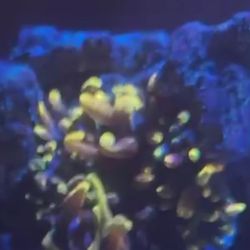 Anemone Decoration 
