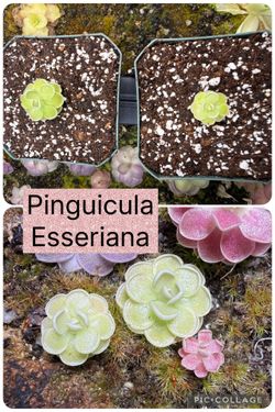 Pinguicula Carnivorous Plants Variety