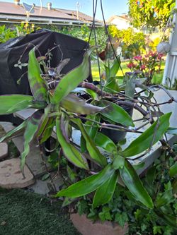 Hanging Inch Plant