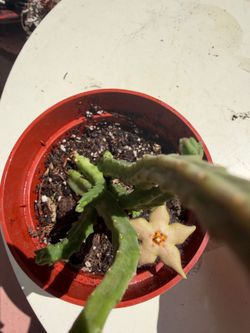 Huernia