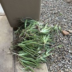 Free aloe plants