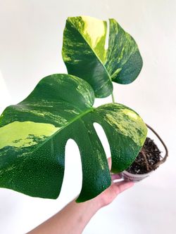 Monstera Aurea (rooted bottom cutting)
