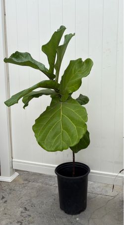 Fiddle Leaf Fig Live Plant