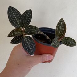 Beautiful Plant