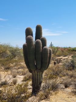 Multiple Selection of Saguaro Spears to choose from