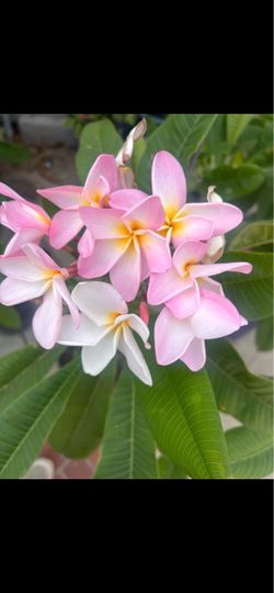 Plumeria