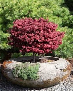 ‘Rhode Island’ dwarf Japanese maple trees