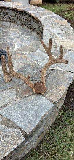 4x3 Deer Antlers in VELVET on Wooden Mount