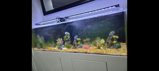 Aquarium maintenance
