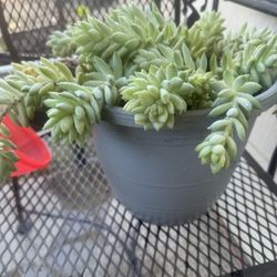 Donkeys Tail Plant