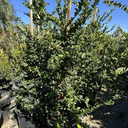 Ligustrum japonicum, Waxleaf Privet Hedges plant, 15gal 