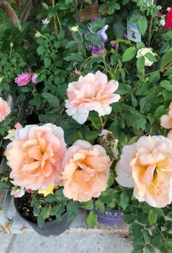 Rosas de diferentes colores