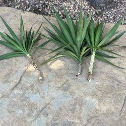 FREE SPINELESS YUCCA TREE PRUNINGS
