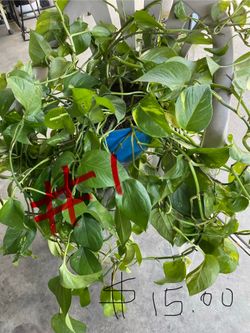 Plants