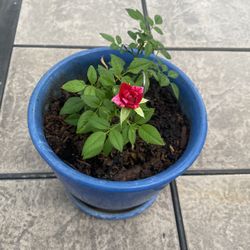 Two Tones Bonsai Rose 