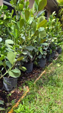 Huge clusias about 4 feet tall instant privacy!!! Hedge for fence sizes available