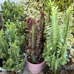 🌿Gorgeous Euphoria Green Lucky PLANT🙏PLS READ DESCRIPTION 