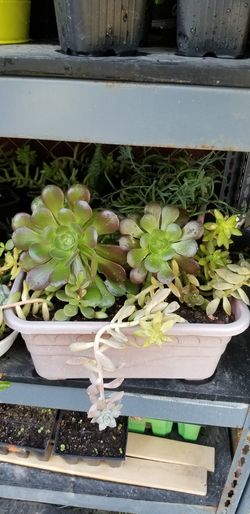 Natural plants