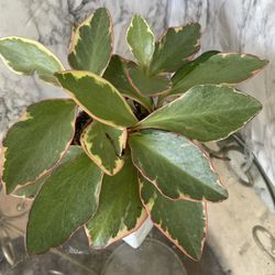 HERMOSAS PLANTAS NATURALES “RAINBOW GINNY PLANT 