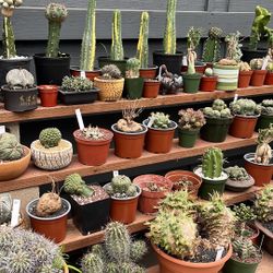 Cacti On Sale At Mimi’s Nursery $30 To $159
