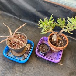 FREE PLANTS
