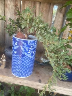 Bonsai plant for sale $40 each Bonsai plant for sale $45 each