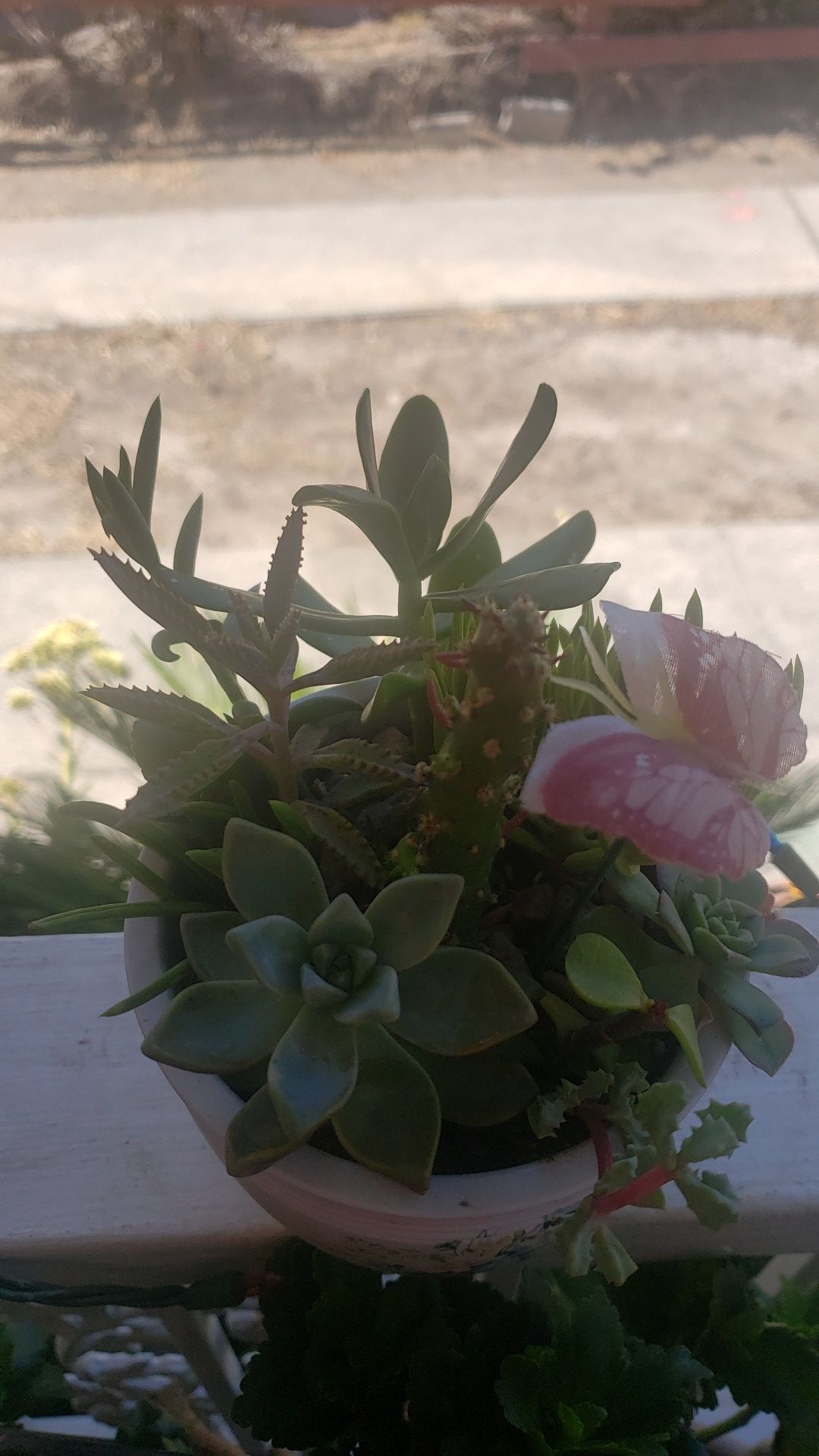 Plantas