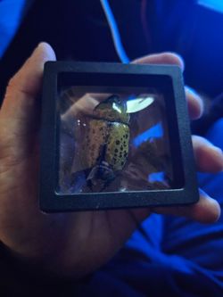 Eastern hercules beetle framed specimen