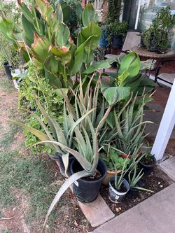 Aloe Vera Cana Lilies Moss Rose Elephant Food