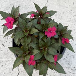 Flower Plant With Planter 10$