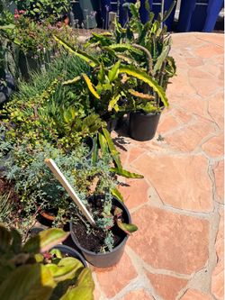Snake plants houseplants outdoor indoor $20 each