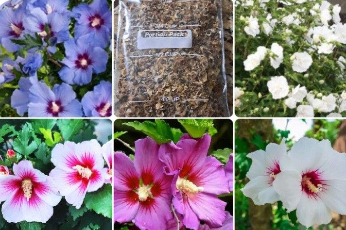 Mixed Colors Rose Of Sharon 25 Seeds