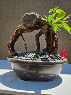 Old Japanese Cherry Blossom Bonsai Tree