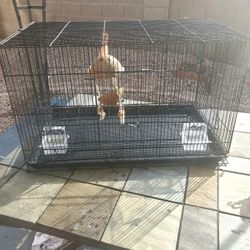 Bird Cage