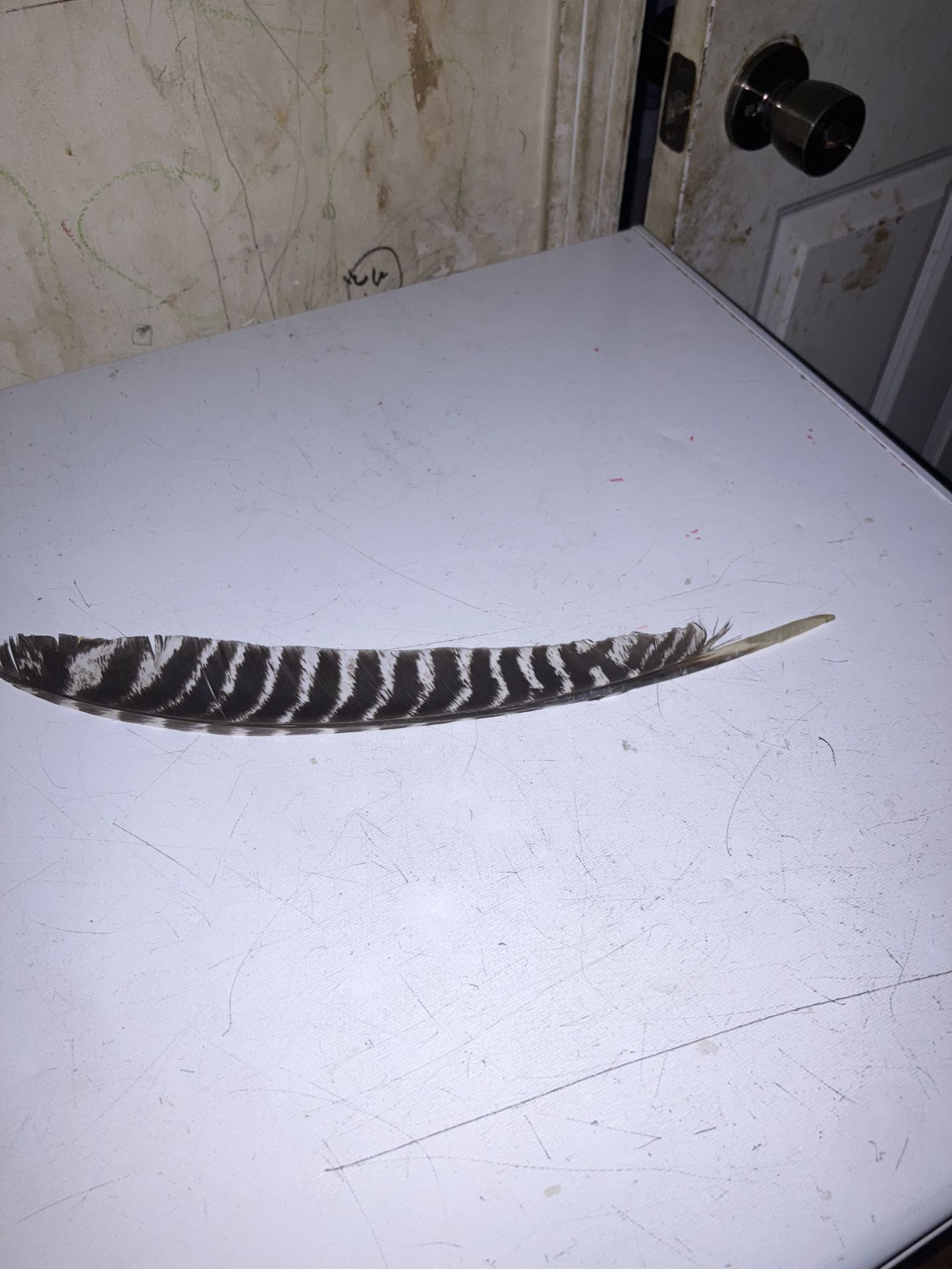 Eagle Feather