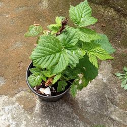 golden Raspberry Plant