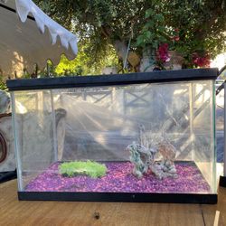 fish aquarium tank