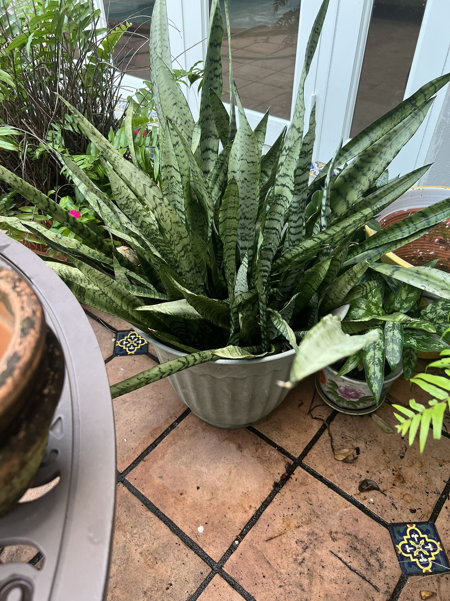 Plants With A Pots 