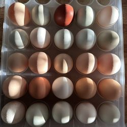 Organic Chicken Eggs
