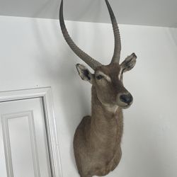 South African Waterbuck