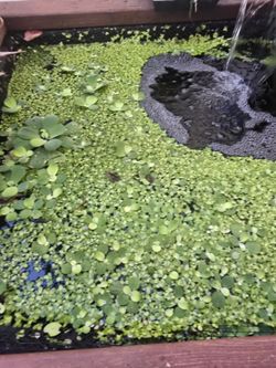 Pond Equipment Plants