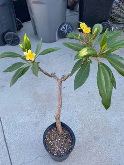 Inca gold plumeria