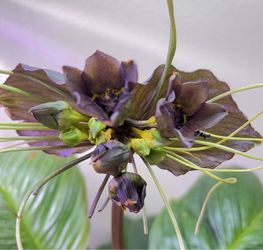 Tacca Chantrieri