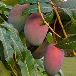 Mango, Sugar Apple, many Type Ghuava And All kinds Of Fruits Plants Each Start From $60 Grafted 
