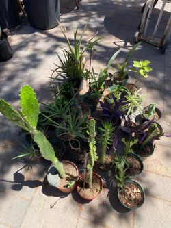 CACTUS, PLANTS, PLUS more