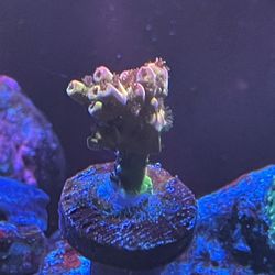 pc rainbow coral frag sps acro saltwater reef tank